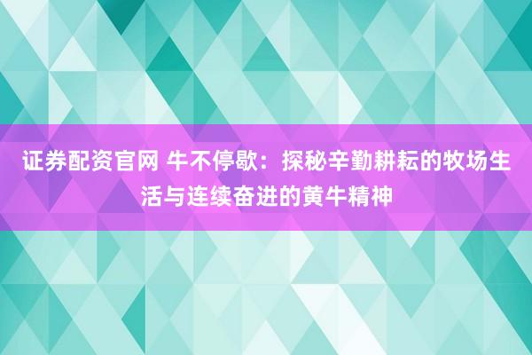 证券配资官网 牛不停歇：探秘辛勤耕耘的牧场生活与连续奋进的黄牛精神